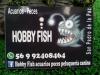 Hobbyfish